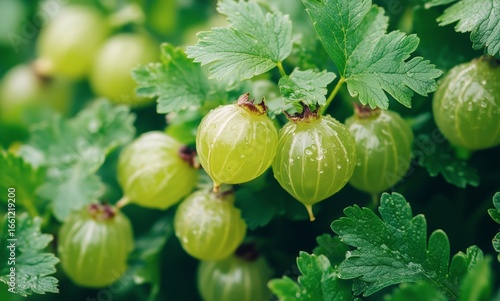 Fresh Green Gooseberries Hanging on a Branch in a Sunlit Garden During Late S...
