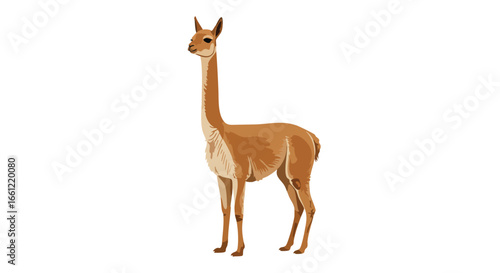 A detailed vector illustration of a vicuña, a wild South American camelid, isolated on a white background.