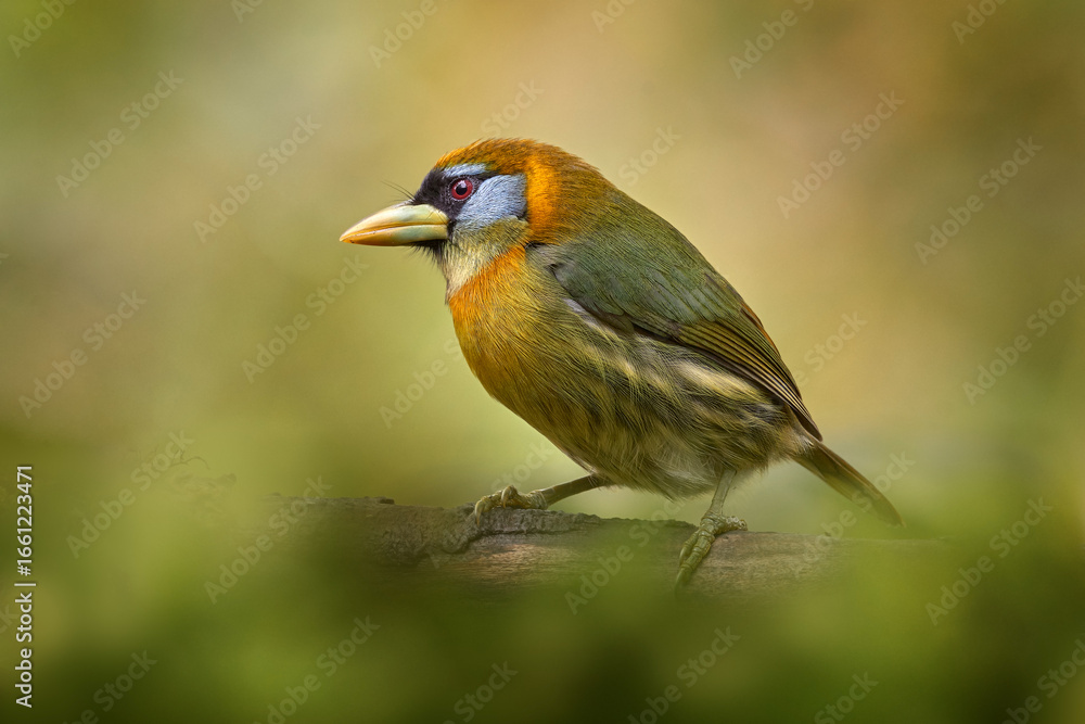 Obraz premium Red-headed barbet, Eubucco bourcierii, female, perched on branch, Costa Rica. Yeellow green blue bird in the nature habitat, Vera Blanca, Costa Rica. Birdwatching in South America, nature wildlife.