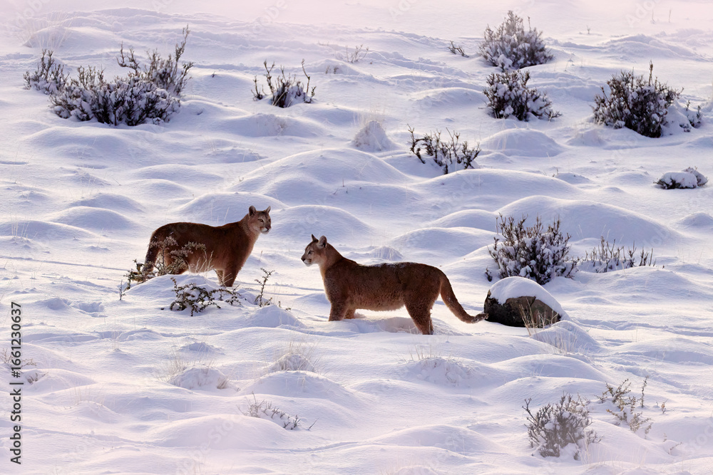 Naklejka premium Puma landscape, nature winter habitat with snow, Torres del Paine, Chile. Wild big cat Cougar, Puma concolor, Snow sunset light and dangerous animal. Wildlife nature.