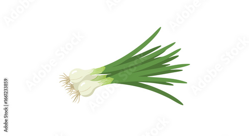 A fresh bunch of green onions, also known as scallions, with white bulbs and roots, isolated on a white background.