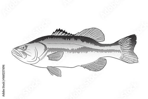 Halftone Largemouth Bass Fish