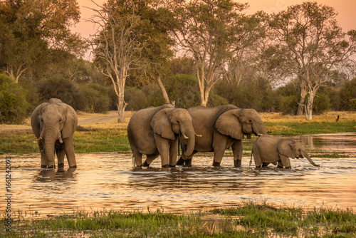 Photography herd of African elephants at sunset Botswana (Loxodonta africana)