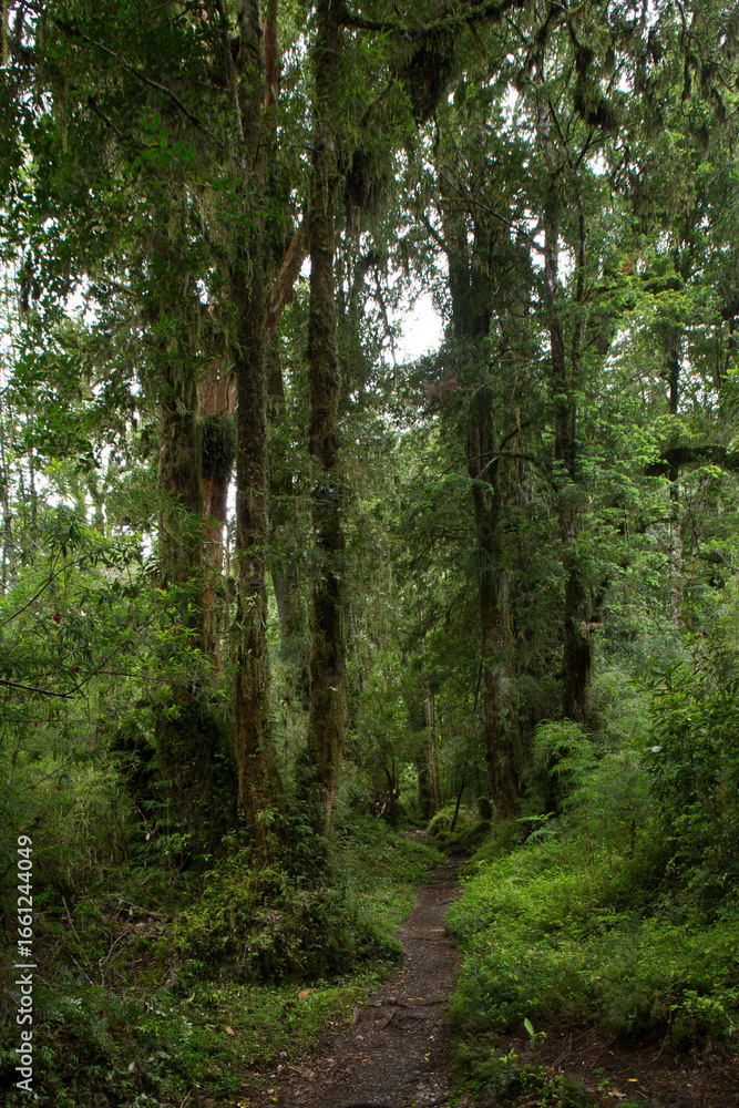 Fototapeta premium Evergreen beech forest near foot of Andes mountains, Patagonia, Argentina, South America, chile