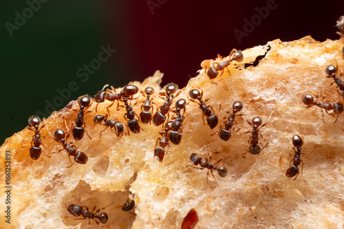 Ants eating a bread