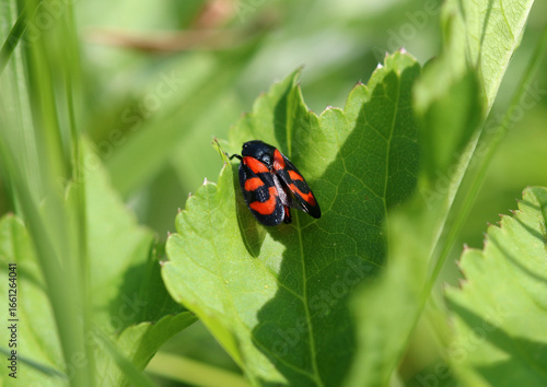 Gemeine Blutzikade - Black-and-red froghopper