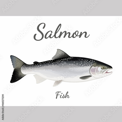 Illustrated Salmon Fish in Minimalist Style