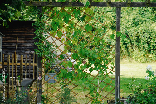 Wallpaper Mural Weinreben im Garten – Weintrauben an Rankgitter in Münster
Grüne Weinreben wachsen an einem hölzernen Rankgitter in einem Garten in Münster. Symbol für Natur, Nachhaltigkeit, Weinbau, Sommer und regio Torontodigital.ca