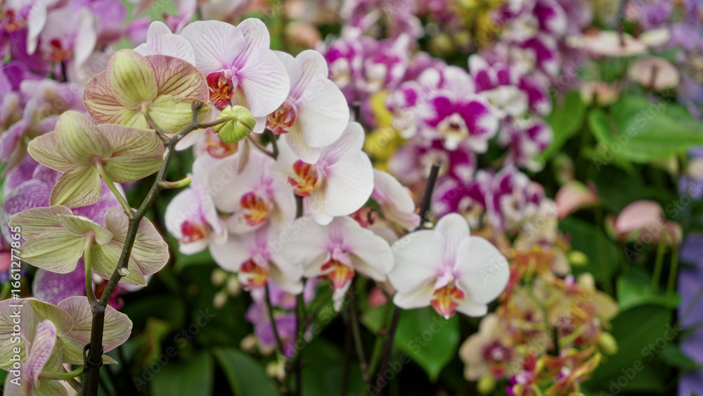 Obraz premium Orchid blooms in vibrant garden setting displaying colorful floral array outdoors in amsterdam netherlands