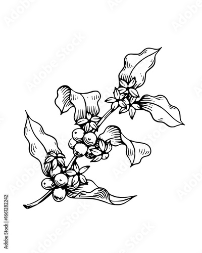 Coffee beans illustration