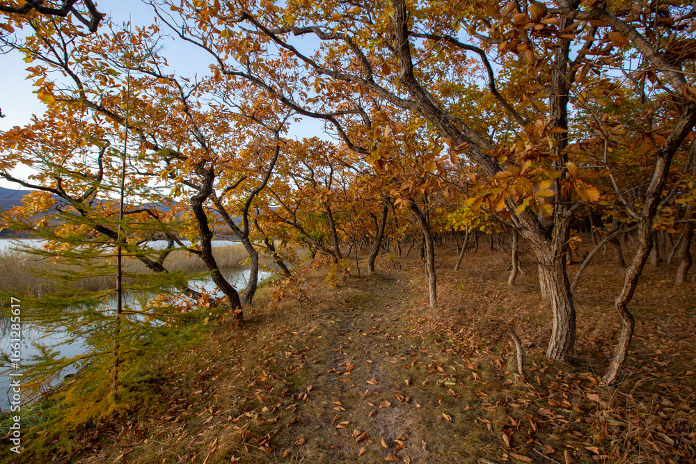 Fototapeta premium Sikhote-Alin Nature Reserve. Autumn forest in Primorsky Krai.
