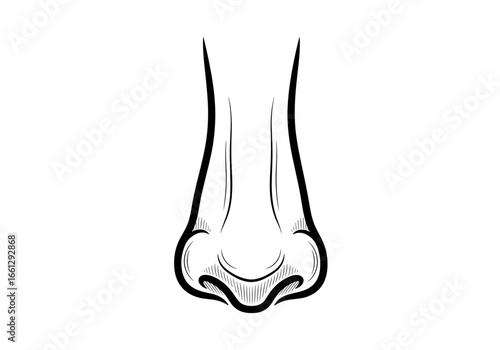 Minimalistic nose illustration, symbolizing the sense of smell and sensory perception