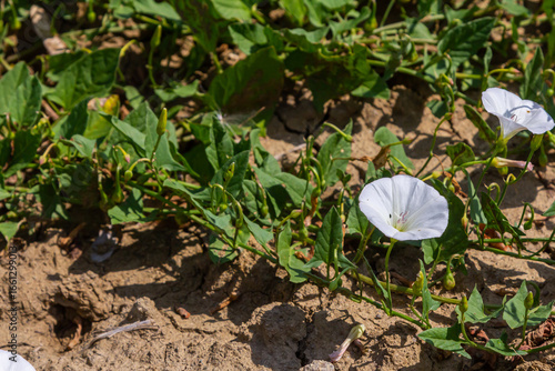 Bild auf Leinwand Field bindweed or Convolvulus arvensis European bindweed Creeping Jenny Possessi