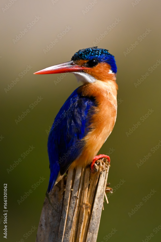 Fototapeta premium Malachite kingfisher on split post looking back