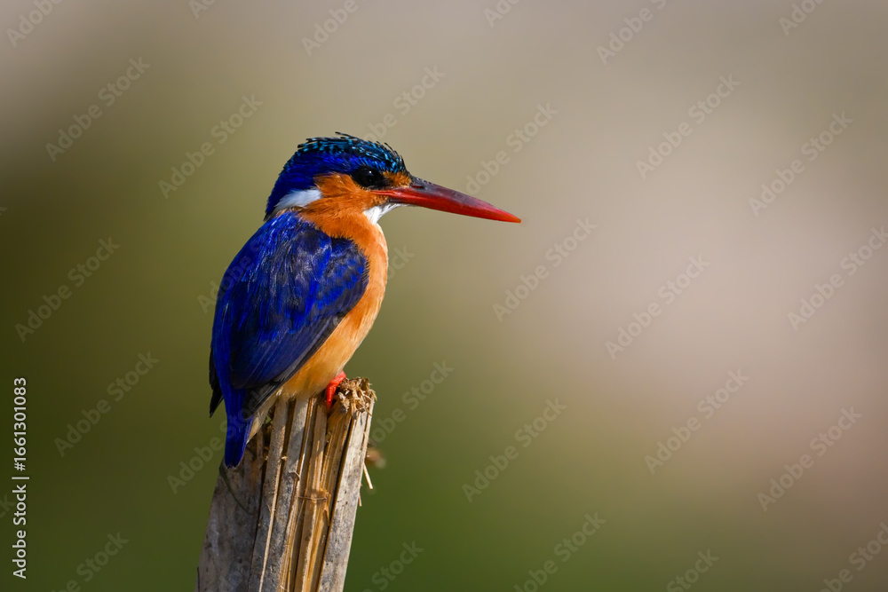 Fototapeta premium Malachite kingfisher on split post staring down