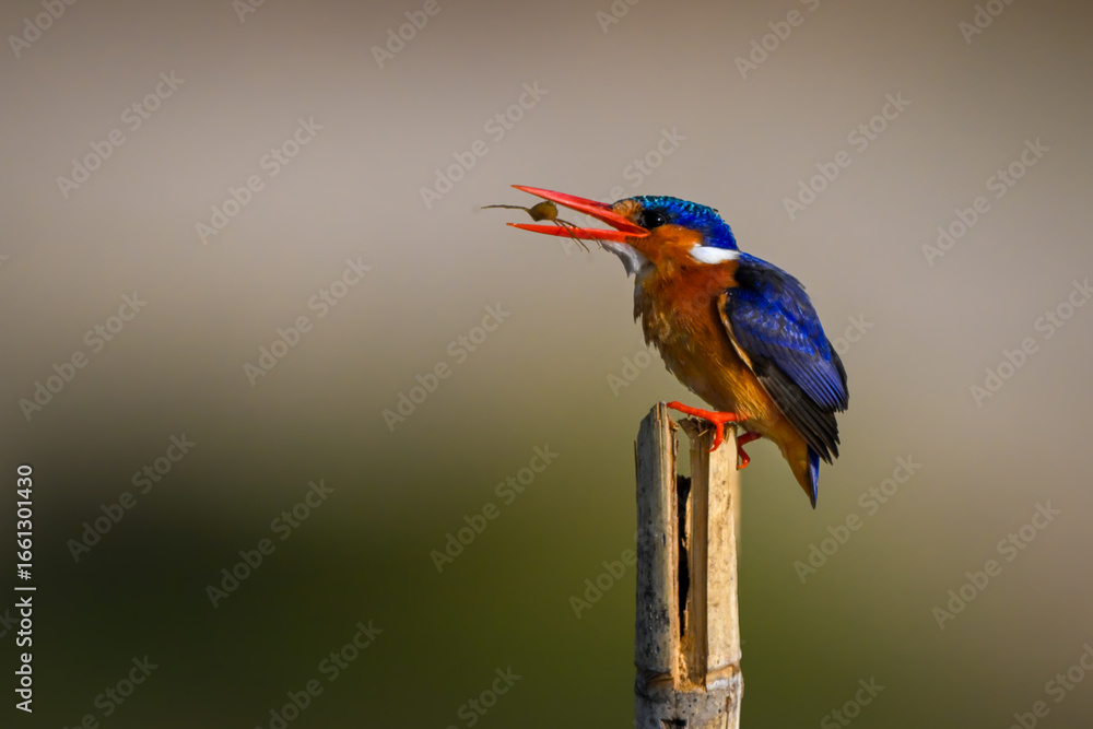 Fototapeta premium Malachite kingfisher on wood post tossing bug
