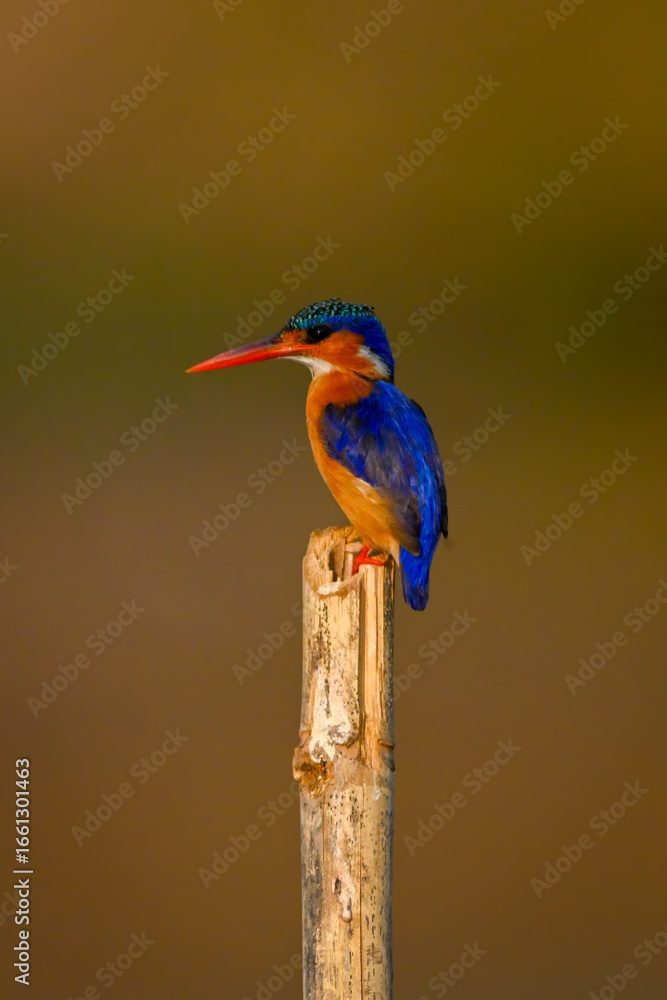 Obraz premium Malachite kingfisher on wooden pole in profile