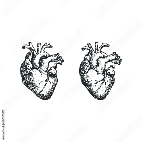 Two Anatomical Human Hearts Detailed Sketch on White Background
