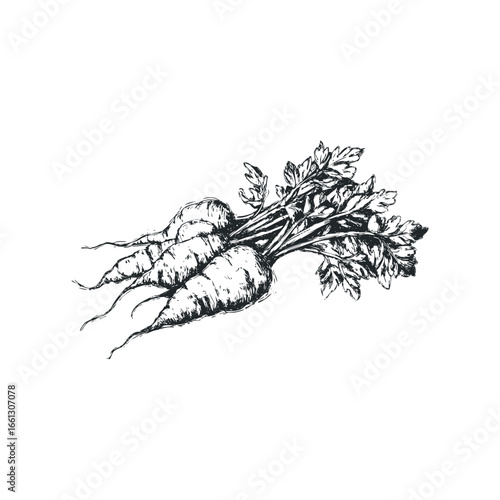 Hand-drawn sketch of fresh carrots with green leaves on a white background