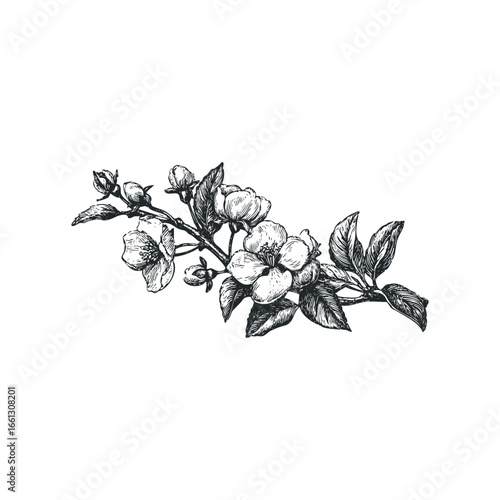 Detailed pen and ink drawing of a blossoming branch with leaves and buds