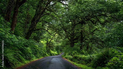Fototapeta Naklejka Na Ścianę i Meble -  Serene forest road winding through lush green canopy, invoking adventure and tranquility.