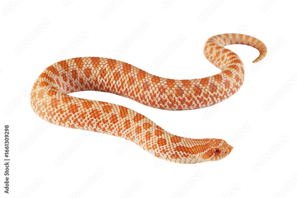 Fototapeta premium Albino Western hognose snakes isolated on isolated background, Albino Western hognose snakes 
