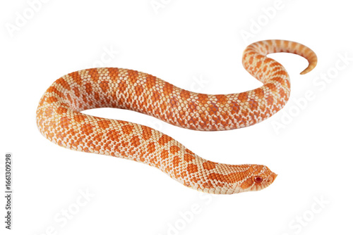 Albino Western hognose snakes isolated on isolated background, Albino Western hognose snakes 