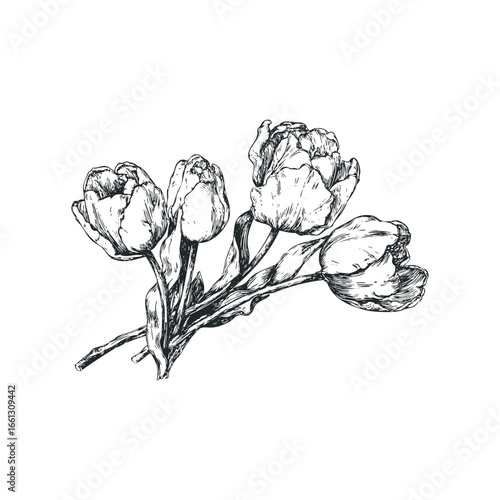 Sketch of a bouquet of tulips on a white background