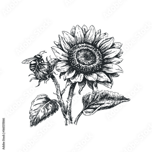 Detailed sketch of a bee pollinating a sunflower on a white background