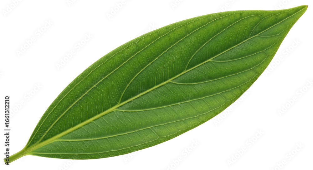 Obraz premium Isolated Green Leaf