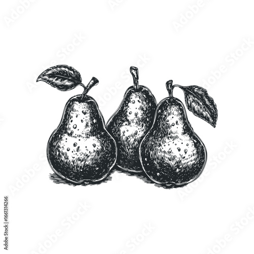 Engraving style drawing of three ripe pears with leaves on a white background
