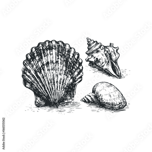 Collection of Three Detailed Monochrome Seashells and Ocean Life Forms