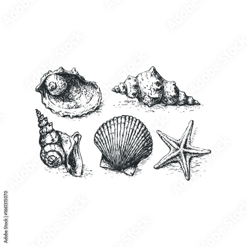 Collection of Detailed Seashell and Starfish Sketches