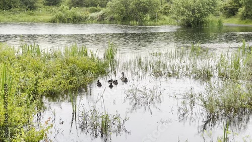 Mutterente und Küken schwimmen auf einem Teich in Holland bei Regen