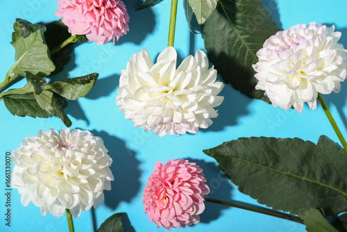 Beautiful dahlia flowers on...