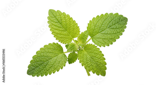 Fotografie Isolated Lemon balm