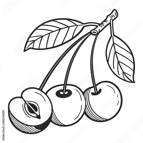 Detailed line art illustration of three cherries with leaves and stems on a white background, showcasing a sliced cherry