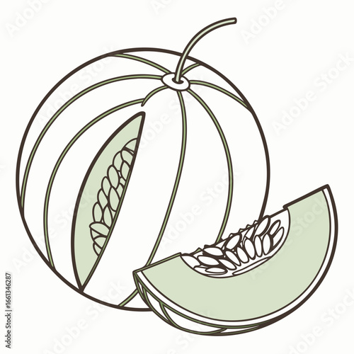 Fresh melon illustration featuring a whole melon with a slice cut out showcasing the seeds and a separate melon wedge