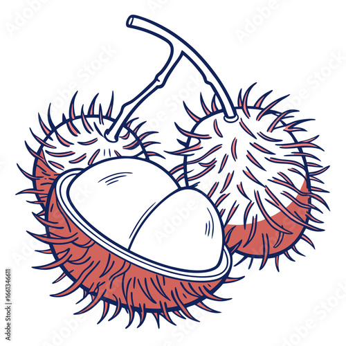 Rambutan fruit vector illustration featuring ripe and vibrant tropical fruits with a unique spiky exterior and sweet white flesh