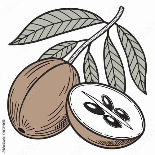 Sapodilla fruit illustration featuring a whole fruit and a halved section revealing the seeds and leaves on a branch