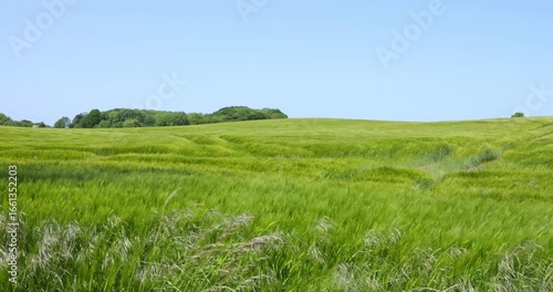 Im Wind wogende Felder in hügeliger Landschaft auf der Insel Als, Dänemark