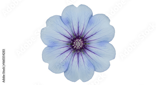 Isolated Light Blue Flower