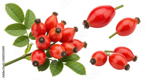 Εκτύπωση καμβά Isolated Rose Hips
