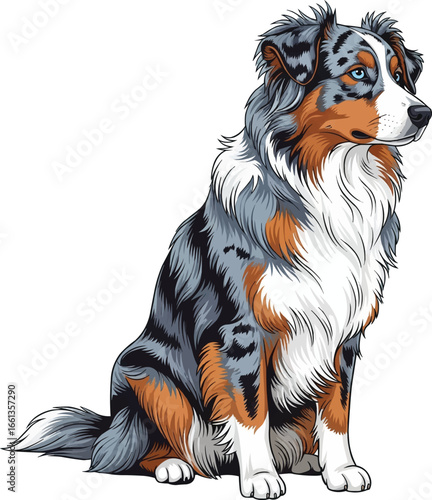 Blue merle coat Australian Shepherd dog sitting vector illustration