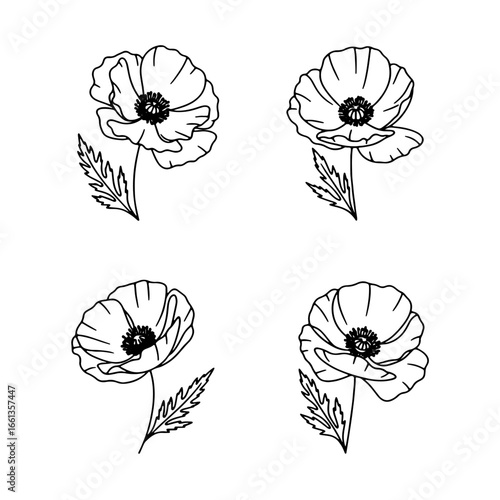 Four poppy flowers are drawn with a line art technique on a white background, and could be used for botanical art.