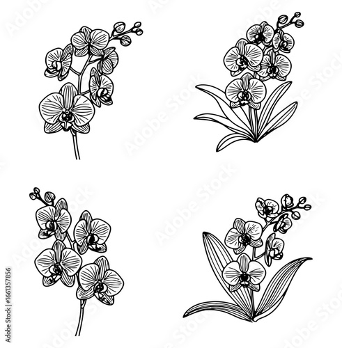 Illustration of sketched orchid flowers with foliage in a simple pattern, great for background or decoration.