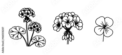 Three outline drawings of flowers illustrate botanical elements for educational or decorative purposes.