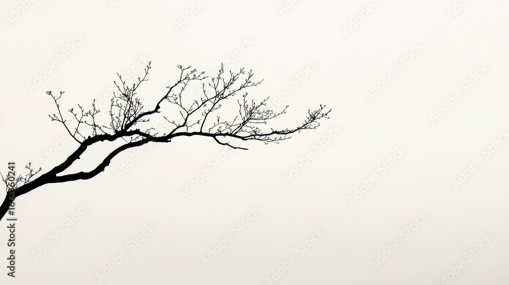 Fototapeta premium Single large branch of deciduous tree in serene outdoor setting
