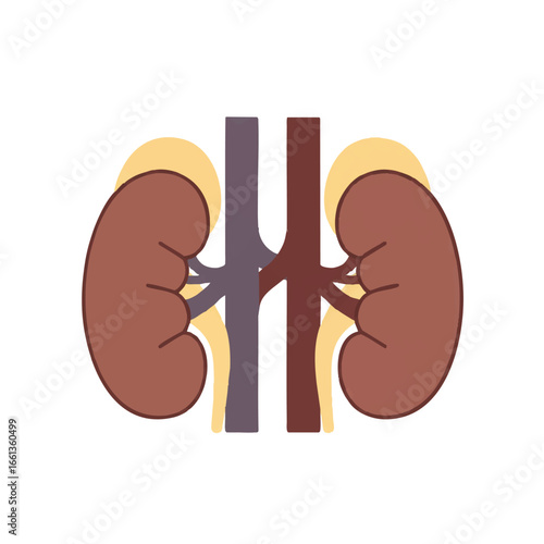 Minimalist 2D flat vector illustration of two human kidneys with small adrenal glands, detailed with clean lines, solid brown and light yellow, isolated on pure white.