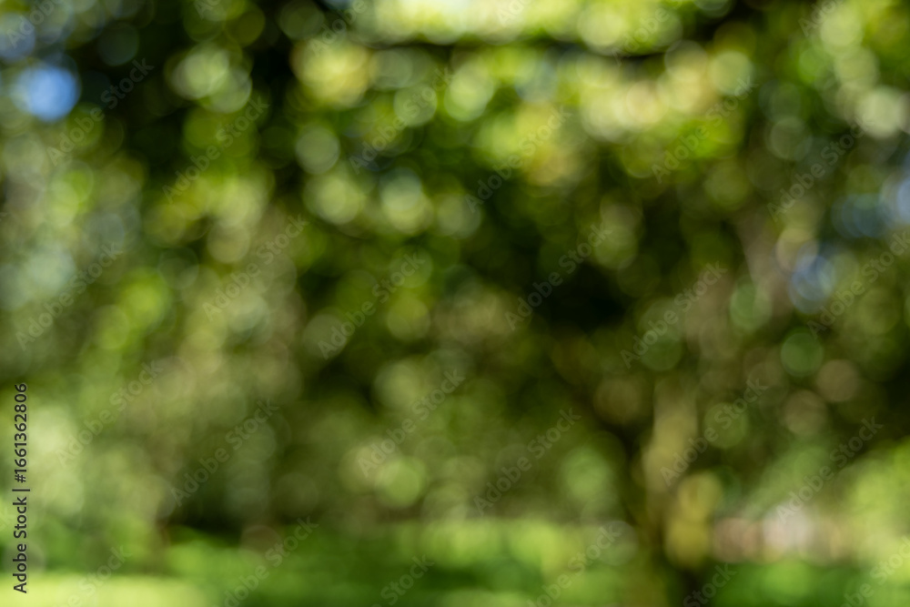 Obraz premium Soft focus green leaves and dappled sunlight create a tranquil, abstract nature bokeh background.